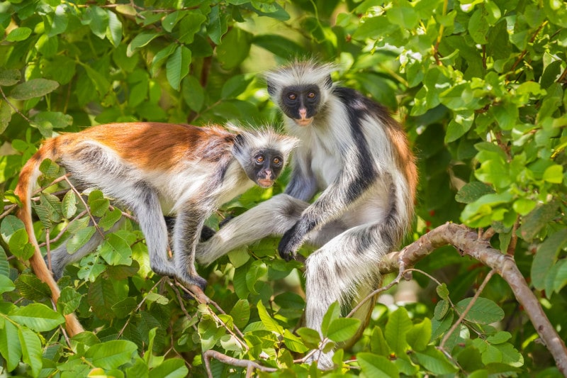 Red Monkey found in Zanzibar at Jozani Forest