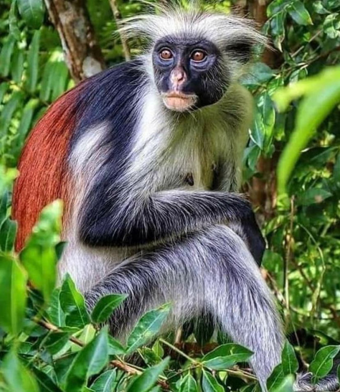 Red Colobus monkey in Jozani Monkey Forest