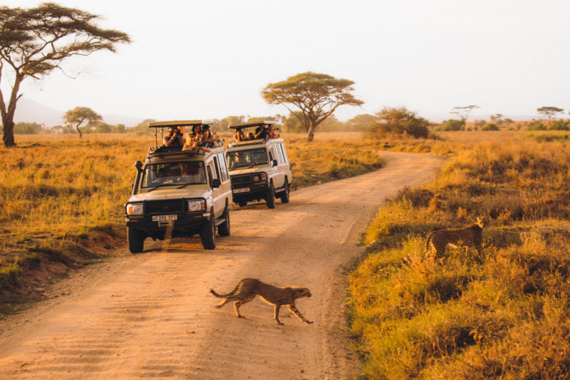 A thrilling encounter with a lion during 3 days selous game drive